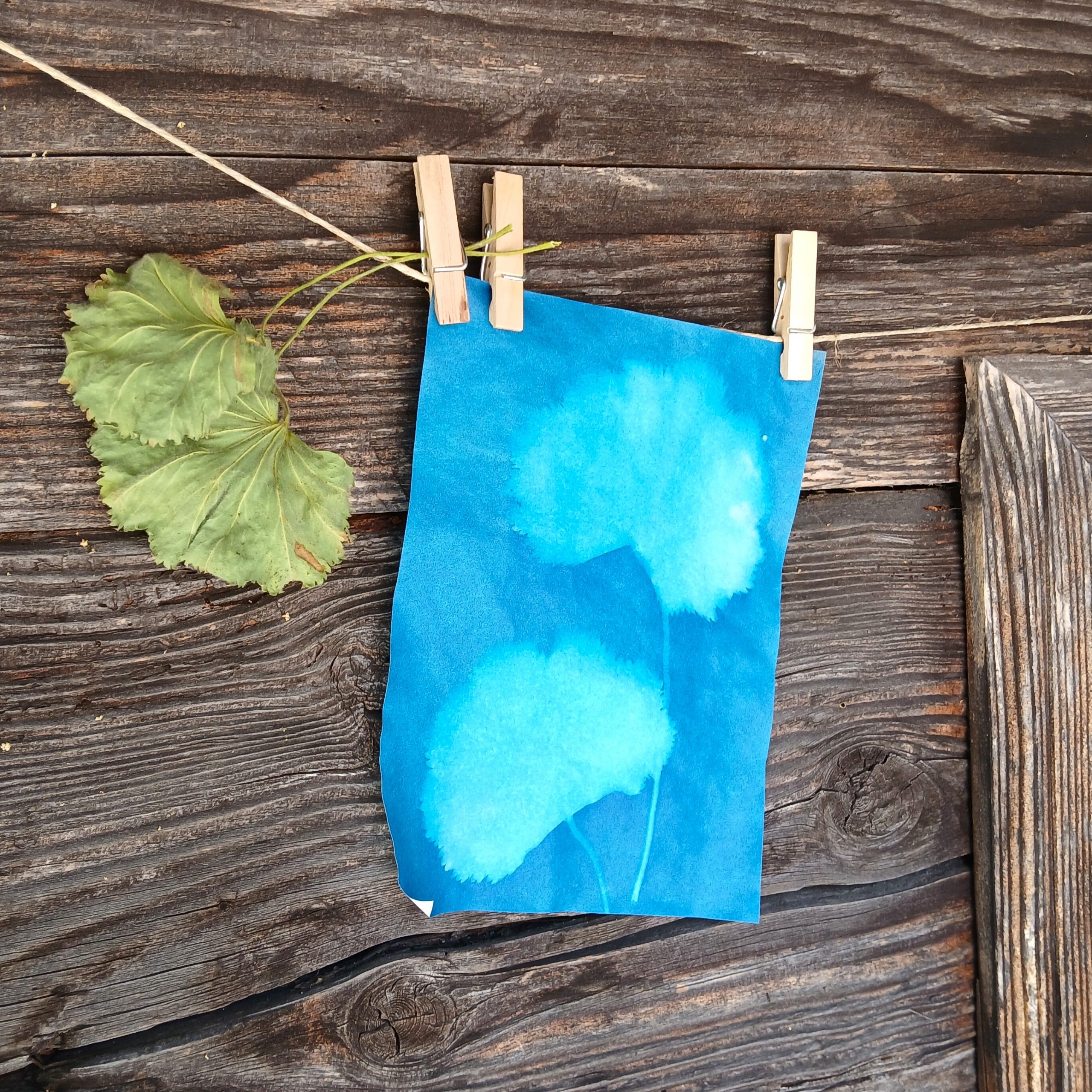 Blaues Blatt Papier mit Negativabdruck von zwei Blättern.